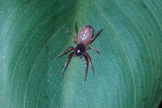 Image of Bull-headed sac spider