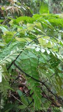 Image of Adiantum polyphyllum Willd.