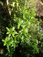 Imagem de Haloragis erecta subsp. erecta