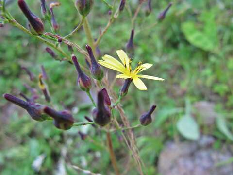 Lactuca raddeana Maxim. resmi