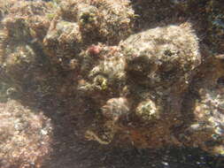 Image of Cunjevoi sea squirt