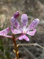 Image of Leafy hyacinth orchid