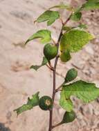 Image of Ficus heterophylla L. fil.