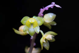 Image de Crepidium taurinum (Rchb. fil.) Szlach.