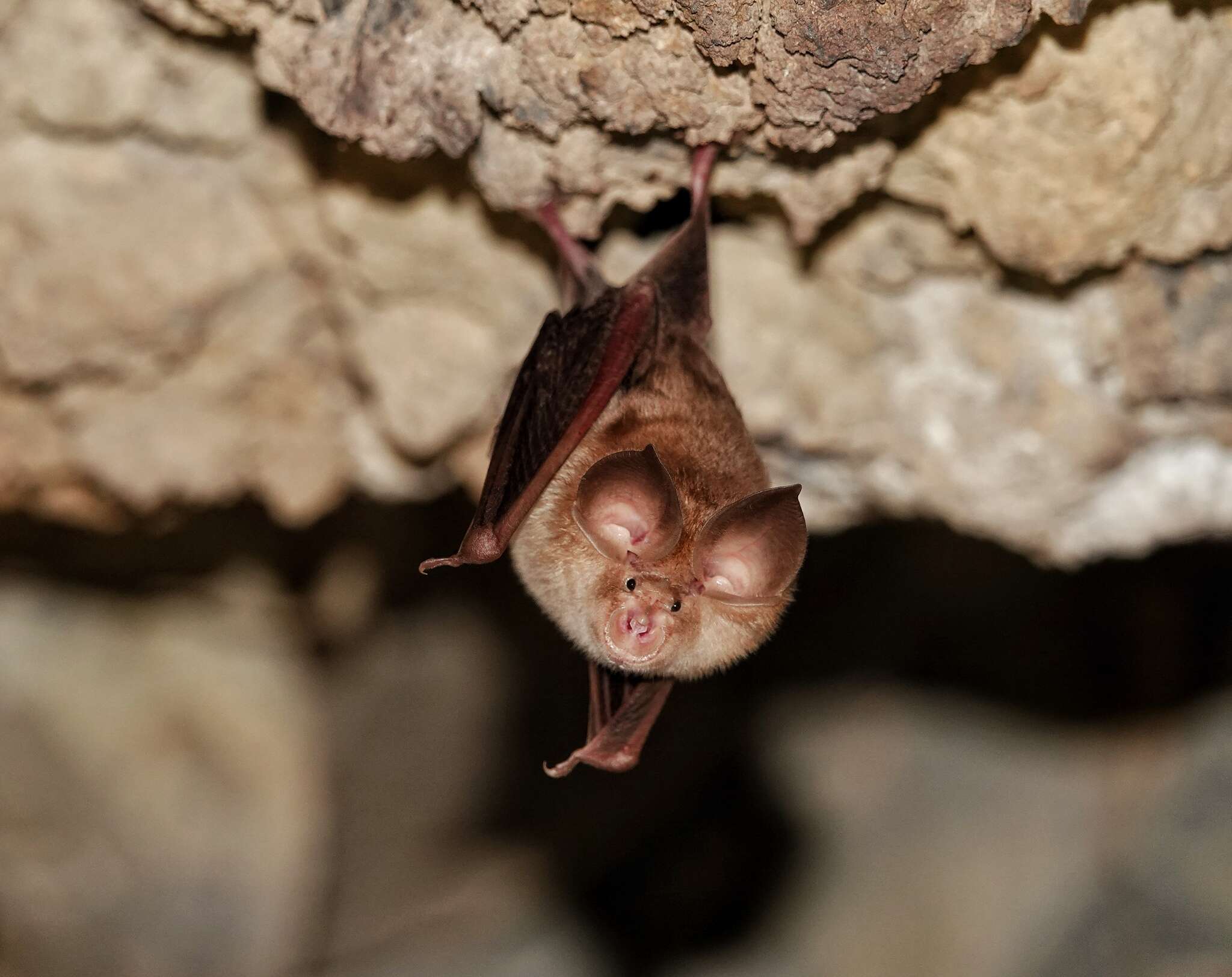 Image of Mediterranean Horseshoe Bat