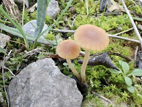 Imagem de Galerina graminea (Velen.) Kühner 1935