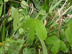 Image of Passiflora tarapotina Harms