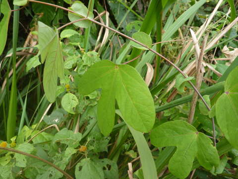 Passiflora tarapotina Harms的圖片