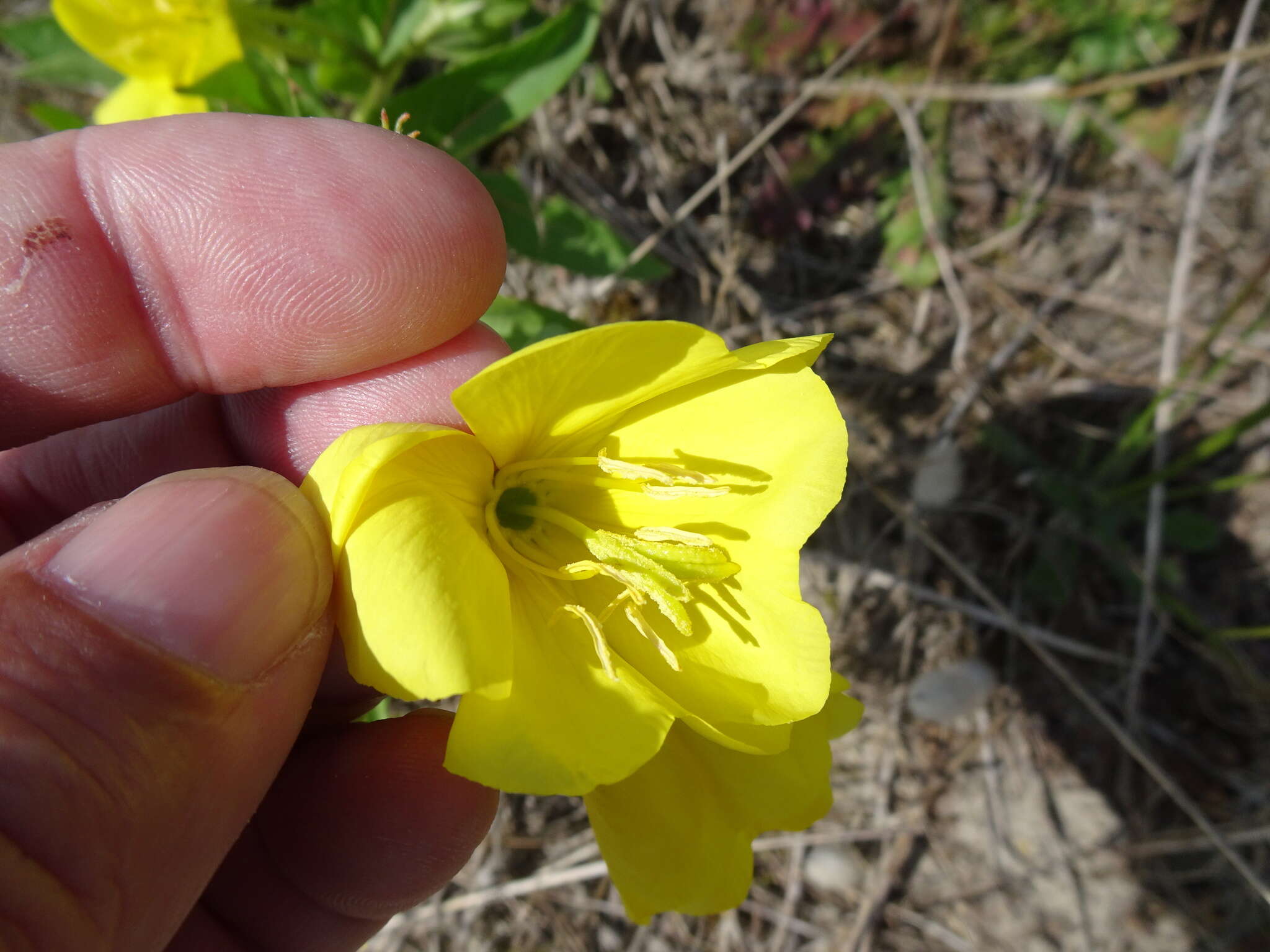 Image of Oenothera cambrica K. Rostanski