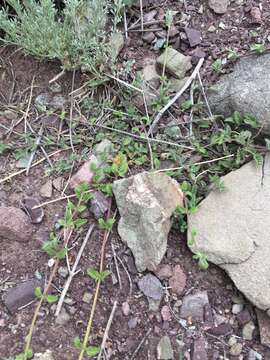 Image of Nepeta discolor Royle ex Benth.