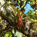 Image of Tillandsia lautneri Ehlers