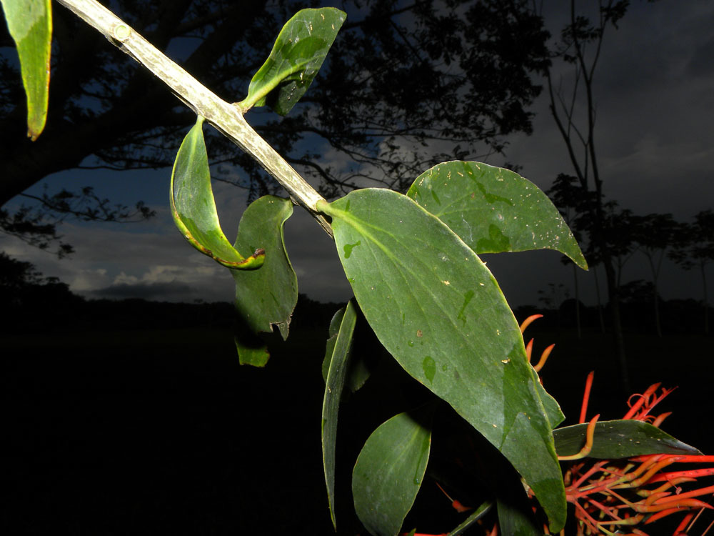 Image of <i>Psittacanthus rhynchanthus</i> (Benth.) J. Kuijt