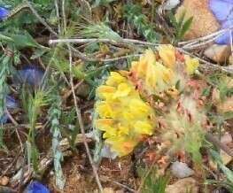 Plancia ëd Anthyllis vulneraria subsp. alpestris (Hegetschw.) Asch. & Graebn.