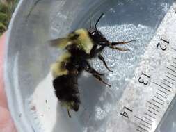 Image of Sanderson Bumble Bee
