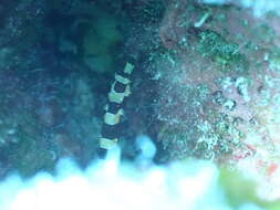 Image of Banded Pipefish