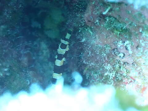 Image of Banded Pipefish
