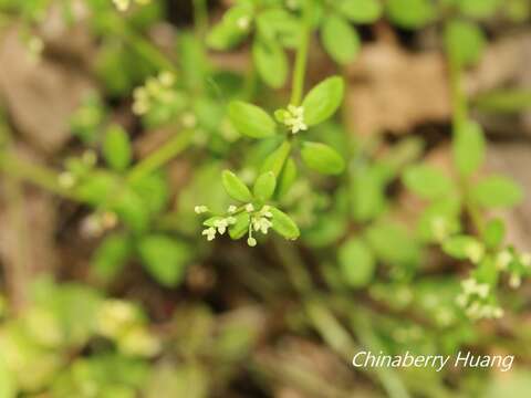 Plancia ëd Galium bungei var. trachyspermum (A. Gray) Cufod.