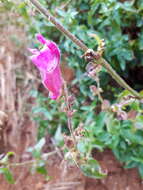 صورة Antirrhinum linkianum Boiss. & Reuter