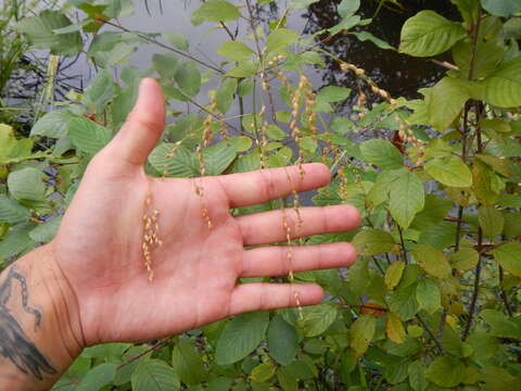 Imagem de Glyceria canadensis (Michx.) Trin.