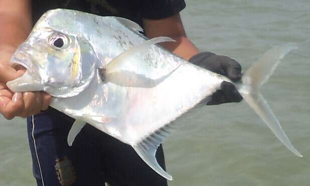 Image of African Threadfish