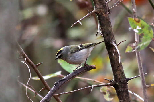 Image of goldcrests and kinglets