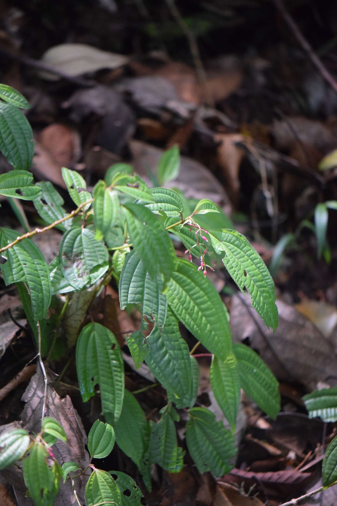 Image of Miconia cornoides