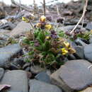 Image of fewflower draba