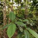 Image of Miconia hondurensis Donn. Sm.