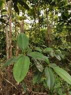 Image of Miconia hondurensis Donn. Sm.