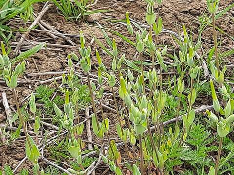 Plancia ëd Cerastium perfoliatum L.