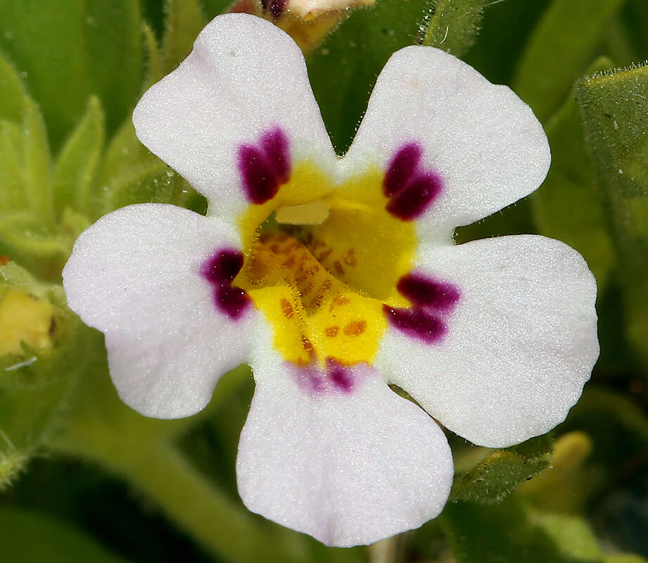 Image of Death Valley monkeyflower