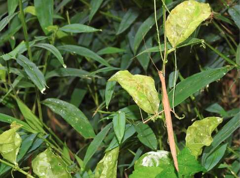 Image of Stick insect