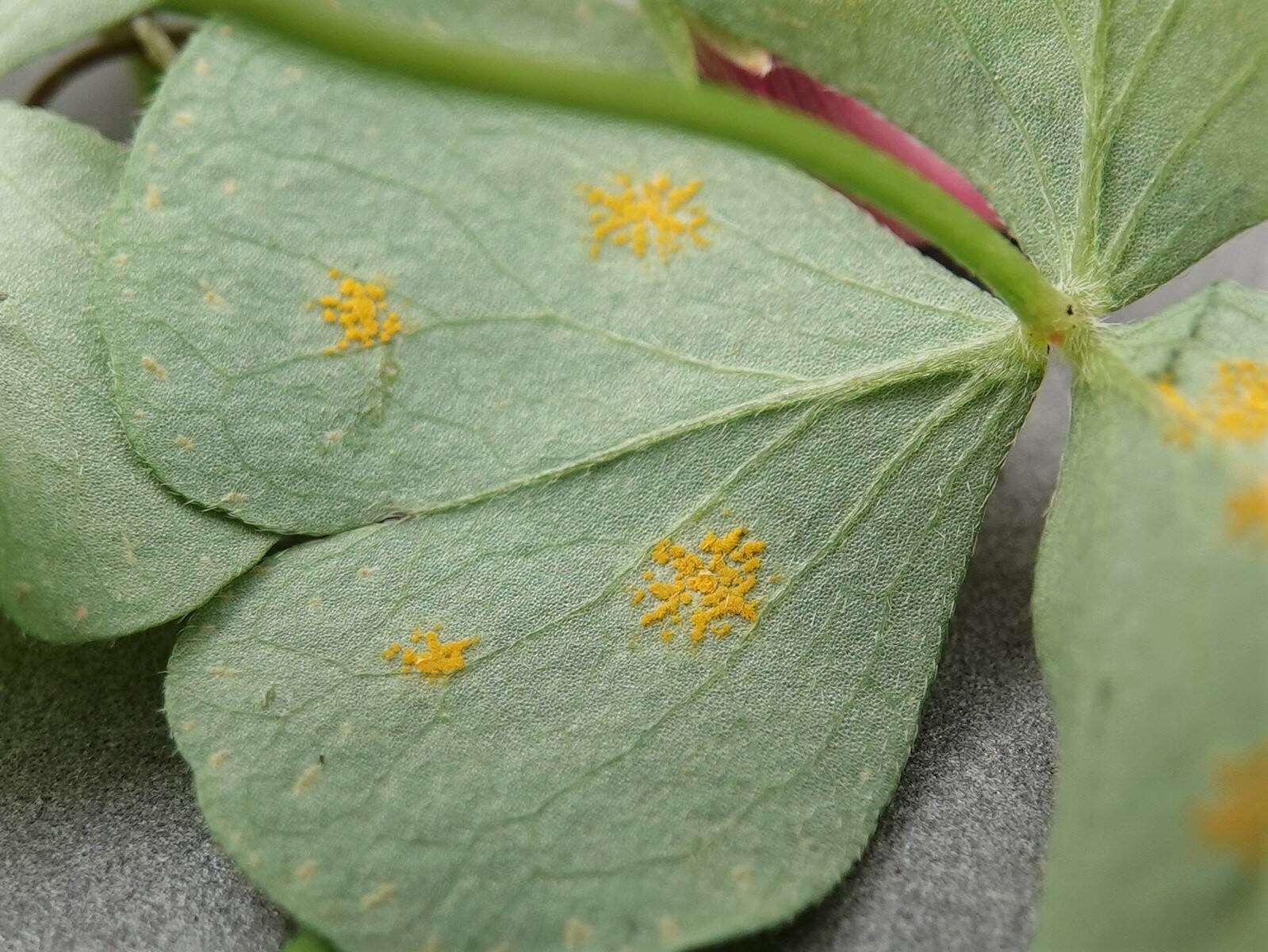 Image of Puccinia oxalidis Dietel & Ellis 1895