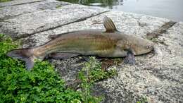 Image of channel catfish