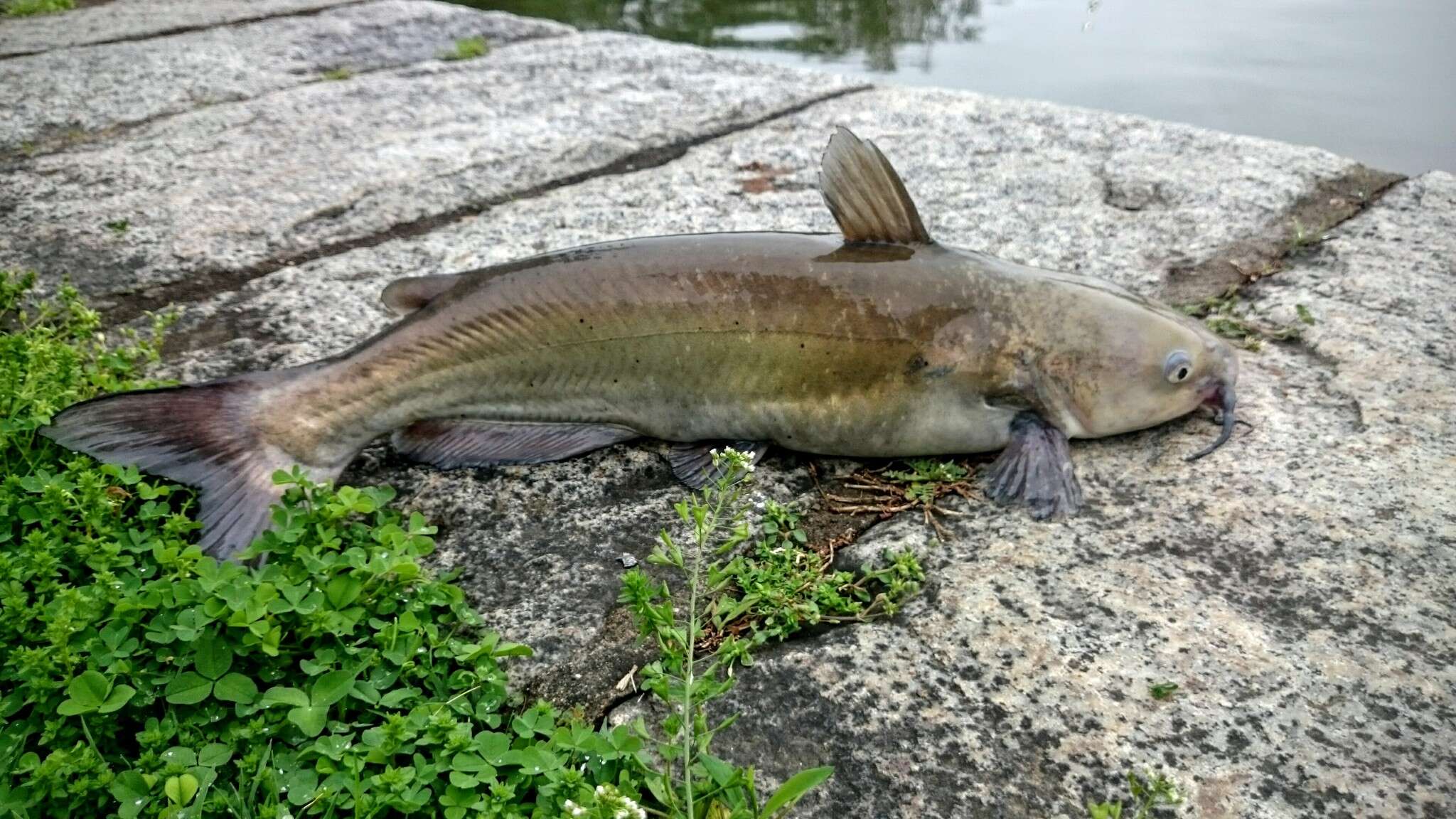 Image of channel catfish