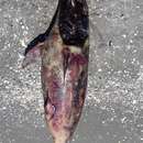 Image of Black Sea harbour porpoise