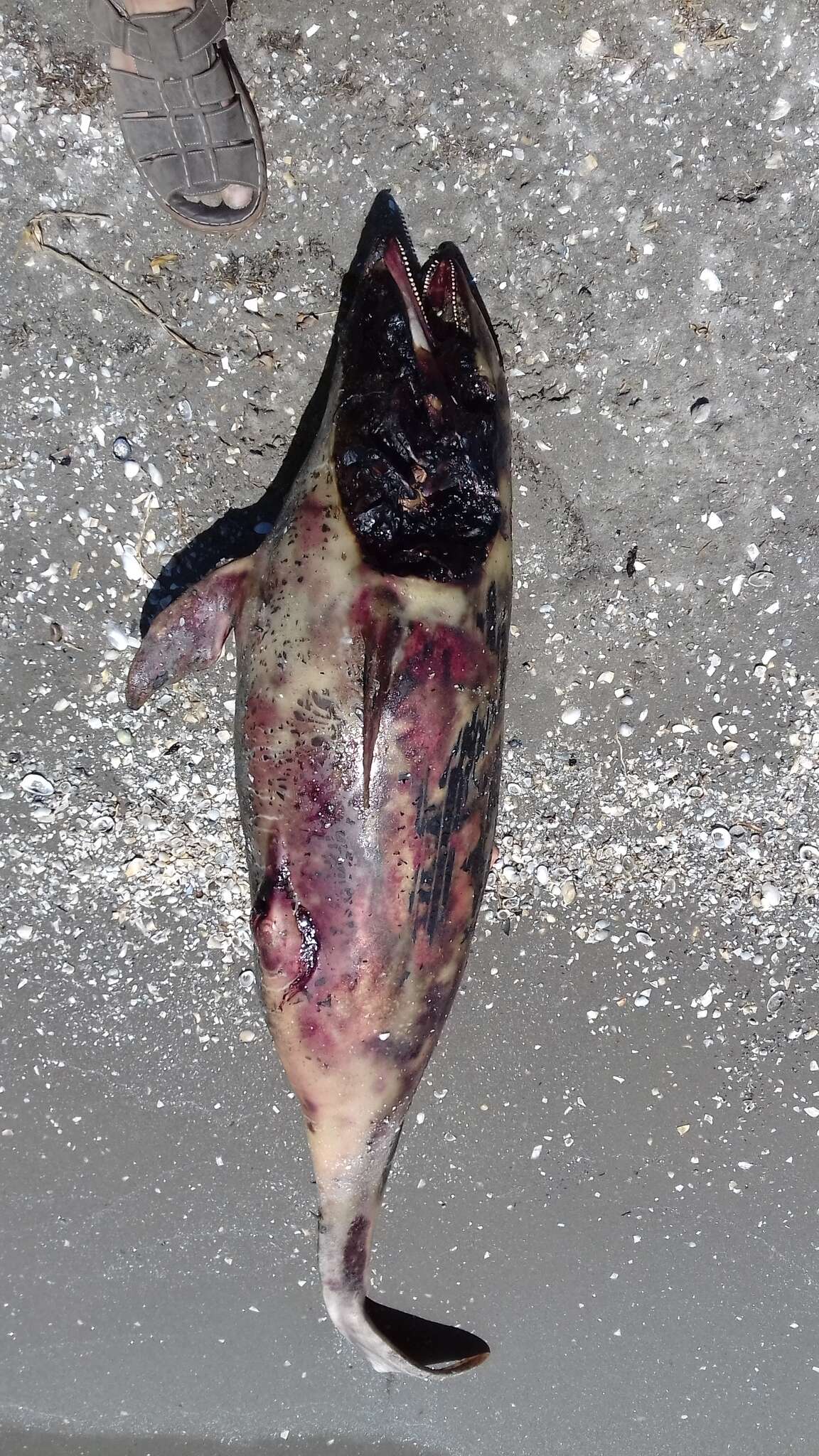 Image of Black Sea harbour porpoise