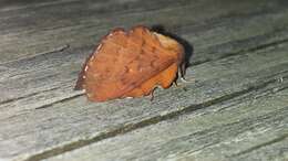 Image of American Lappet Moth