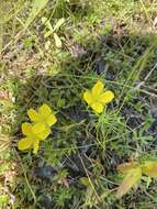 Image of Pond Primrose-Willow