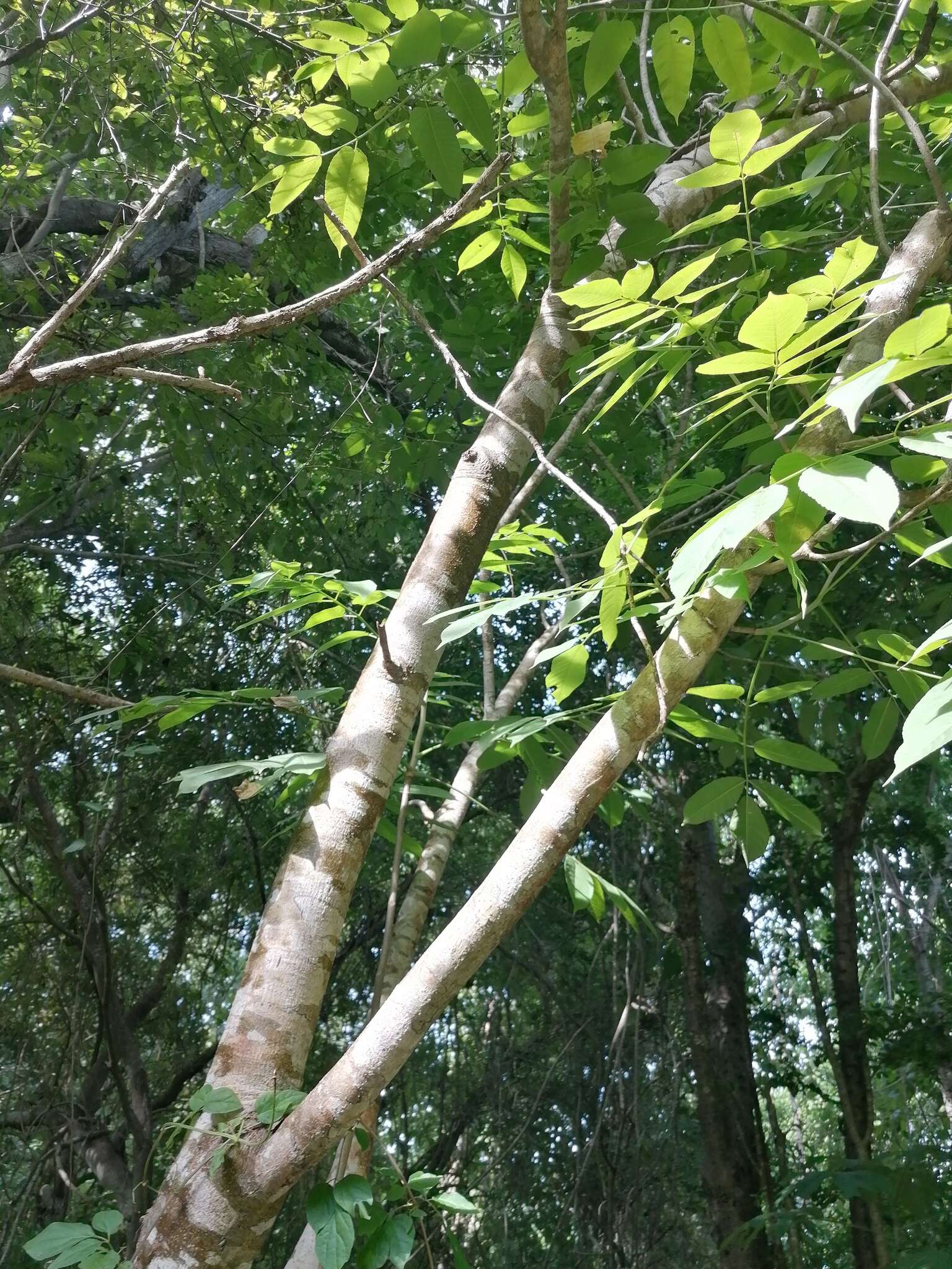 Image of Bursera jerzyi Medina