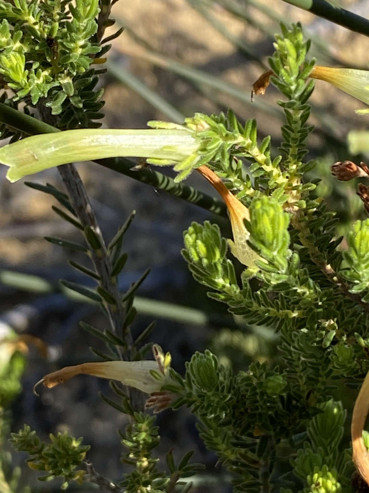 Image of Erica unicolor subsp. unicolor