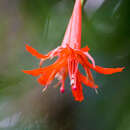 Image of Fuchsia venusta Kunth