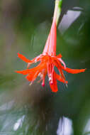 Image of Fuchsia venusta Kunth