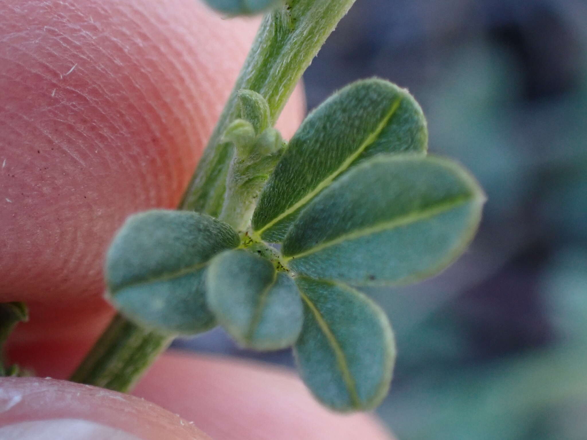 Indigofera glaucescens Eckl. & Zeyh.的圖片