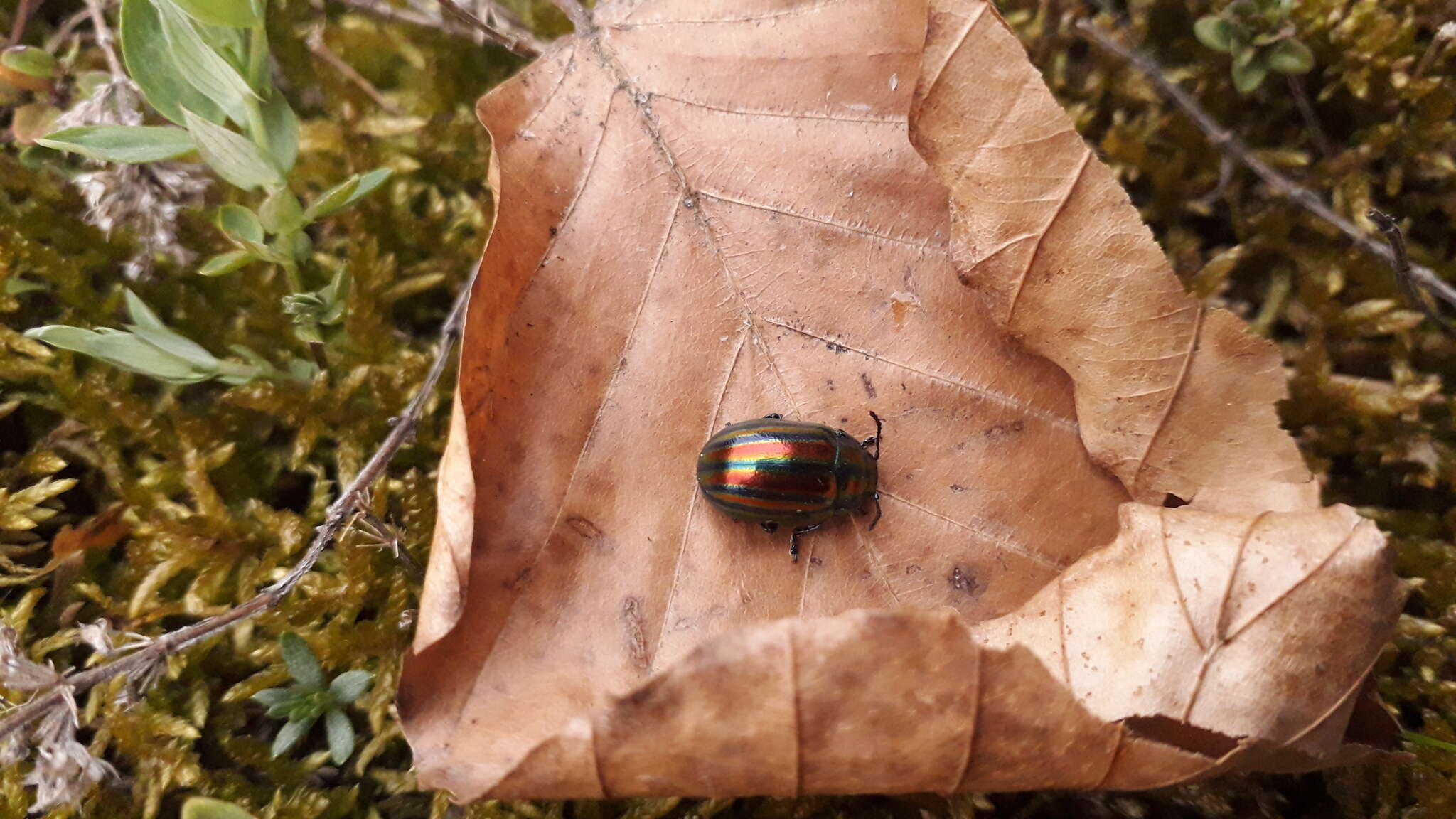 Image of Chrysolina cerealis (Linnaeus 1767)