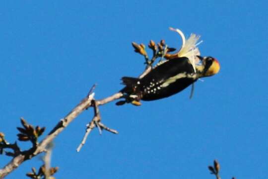 Image of Golden-naped Woodpecker