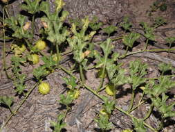 Image of Cucumis myriocarpus subsp. myriocarpus