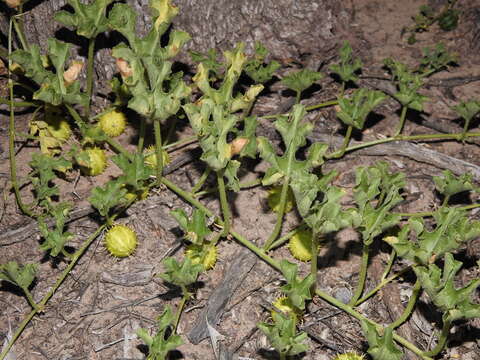 Image of Gooseberry Cucumber