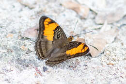 Image de <i>Adelpha mesentina</i>