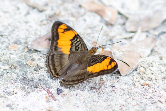 Image of <i>Adelpha mesentina</i>